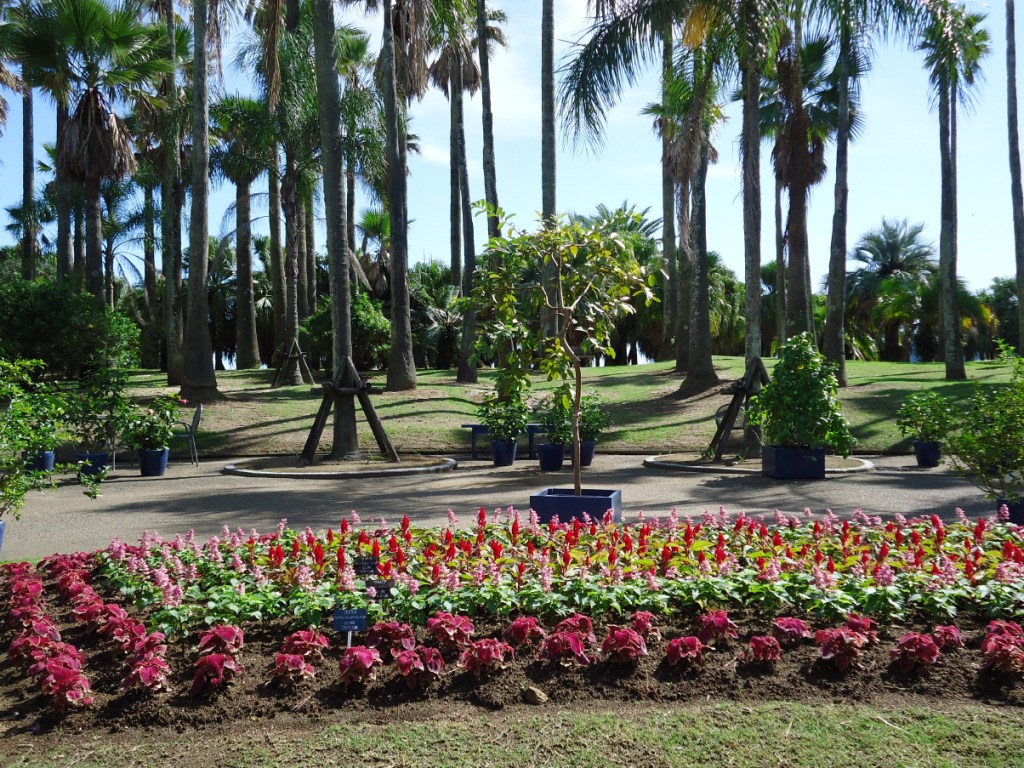 Aoshima Botanic garden with vibrant flower beds featuring pink and red flowers, surrounded by tall palm trees and greenery.