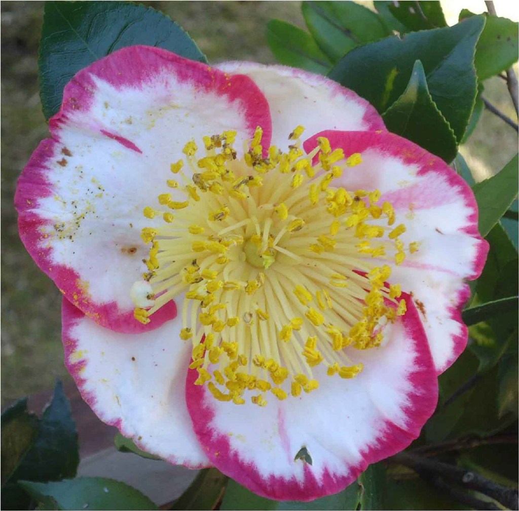 Close-up of a pink and white camellia flower showcasing its yellow stamens and lush green leaves.