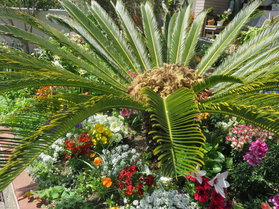 These are today’s pictures from my garden in subtropical Miyazaki, Kyushu.