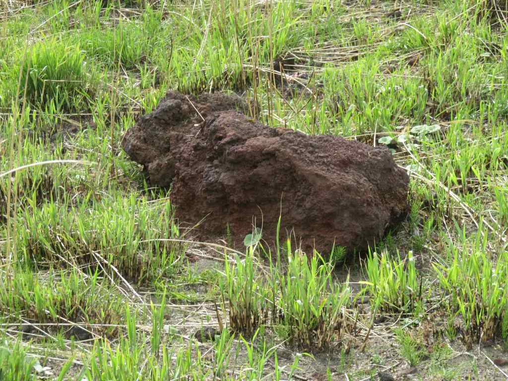 A large reddish-brown rock surrounded by green grass in a natural setting.